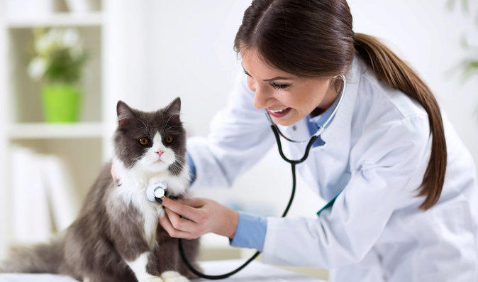 Doğru Veteriner Kliniği Nasıl Seçilir?